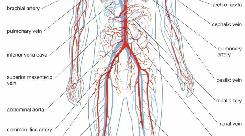 DO YOU KNOW HOW OUR BLOOD VESSELS HEAL THEMSELVES AND ANSWER TO THIS